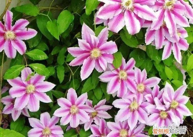多肉盆栽浇水，绿植、鲜花、多肉……50种 · 常见植物浇水方法