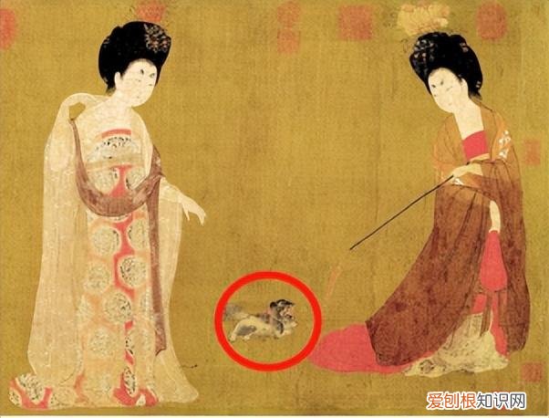 怎么能当上宠物医生，被压榨的宠物医生小姐姐如何通过副业破局？