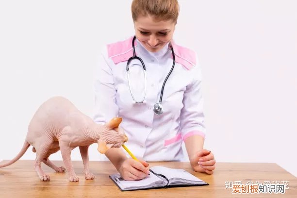 养宠物的意义大概就是我给予它，养宠物的意义究竟是什么呢？