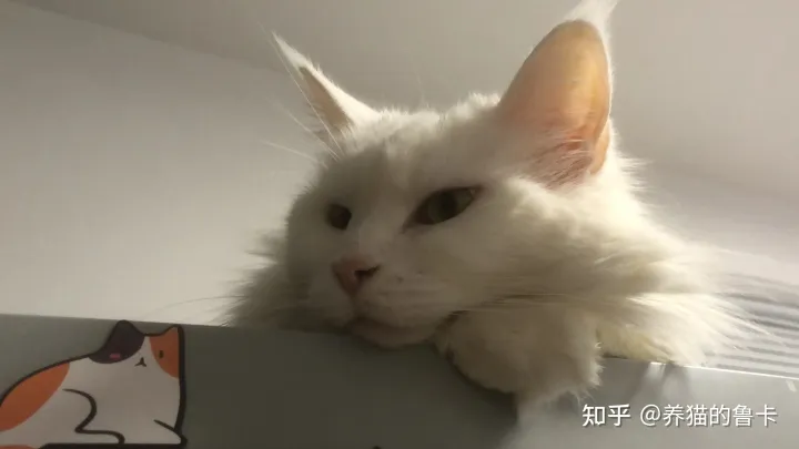 为什么越来越多的人开始养宠物，为什么现在越来越多的人选择养宠物？宠物究竟给我们带来了什么？