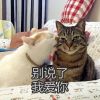 为什么越来越多的人开始养宠物，为什么现在越来越多的人选择养宠物？宠物究竟给我们带来了什么？