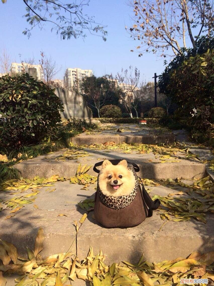 养狗狗的亲身经历是什么，养狗是一种怎样的体验？