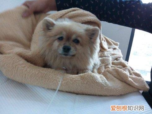 养狗狗的亲身经历是什么，养狗是一种怎样的体验？