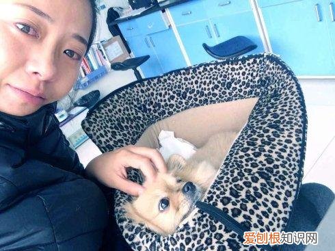 养狗狗的亲身经历是什么，养狗是一种怎样的体验？