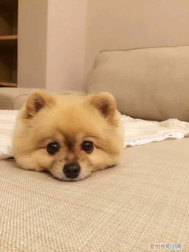 养狗狗的亲身经历是什么，养狗是一种怎样的体验？