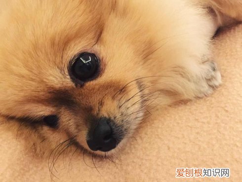 养狗狗的亲身经历是什么，养狗是一种怎样的体验？