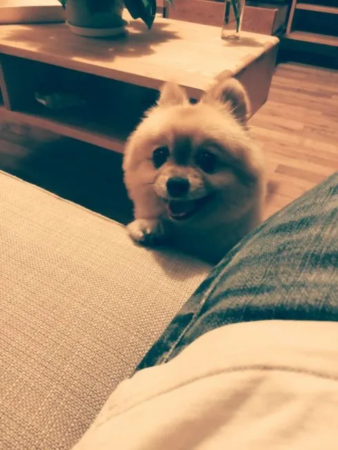 养狗狗的亲身经历是什么，养狗是一种怎样的体验？