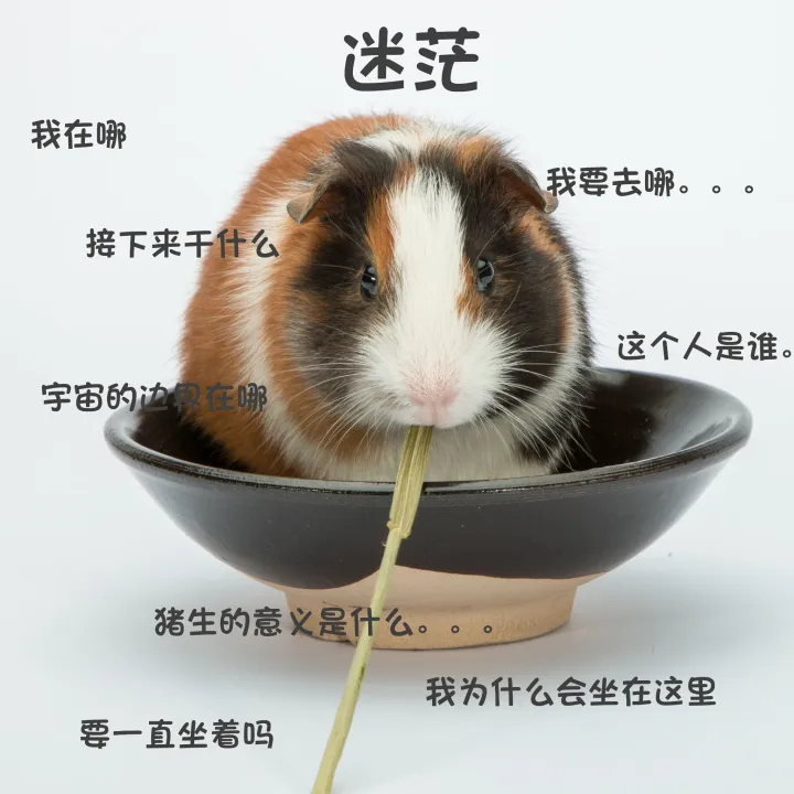 一个人生活适合养什么样的宠物狗，一个人生活适合养什么样的宠物？