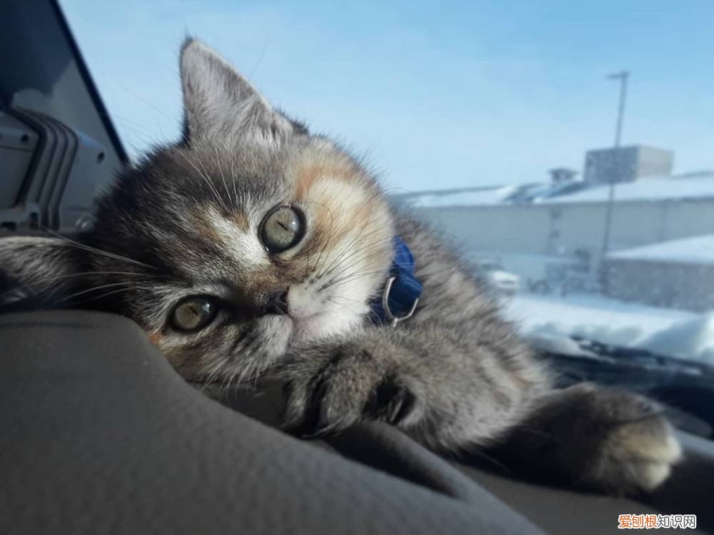 养猫的好处坏处，偷偷告诉你：养宠物首选“养猫”，好处多多