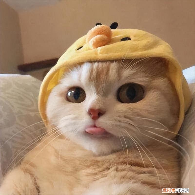 养猫的好处坏处，偷偷告诉你：养宠物首选“养猫”，好处多多