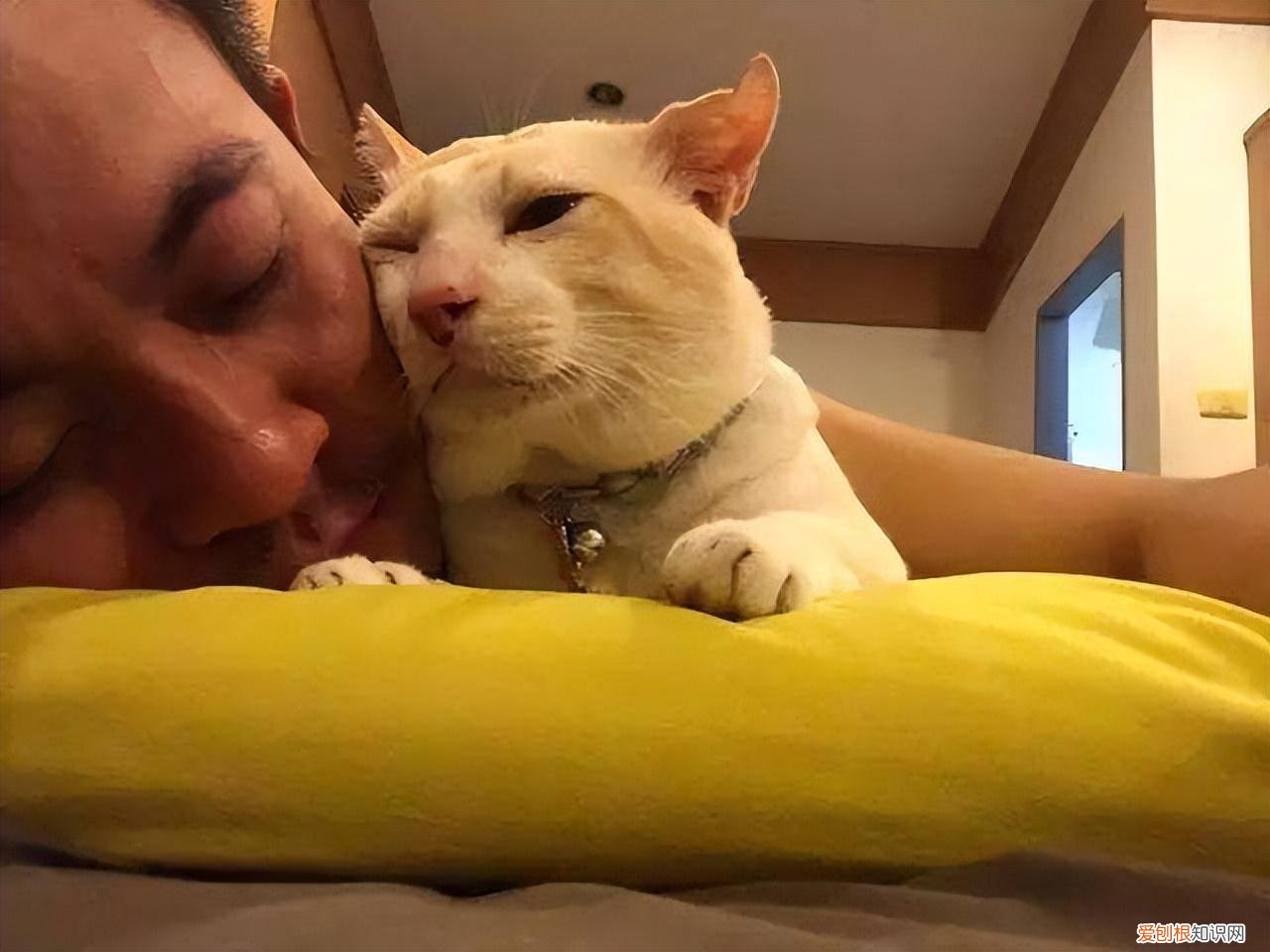 养猫的好处坏处，偷偷告诉你：养宠物首选“养猫”，好处多多