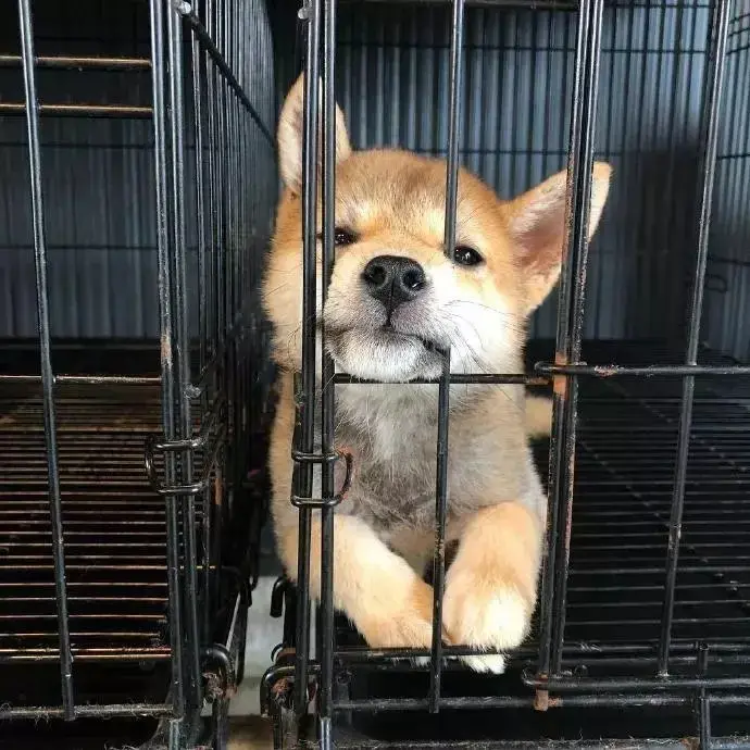 高层不适合养狗，养狗值得吗？知乎万人点赞的回答，看哭了！