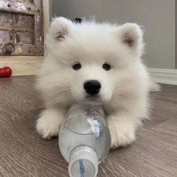 高层不适合养狗，养狗值得吗？知乎万人点赞的回答，看哭了！