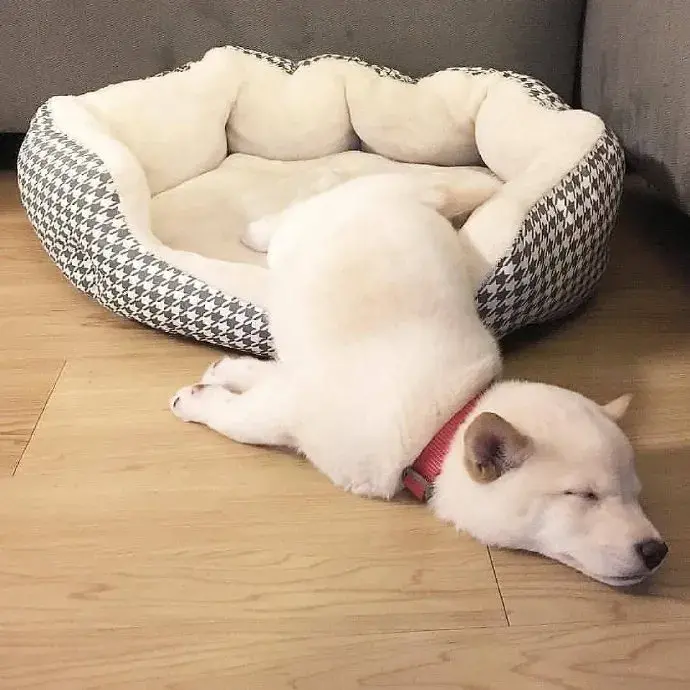 高层不适合养狗，养狗值得吗？知乎万人点赞的回答，看哭了！