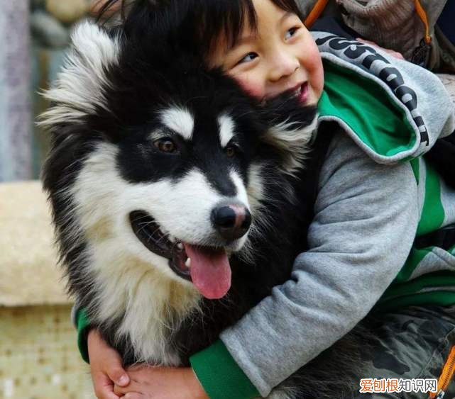为什么总有人拿宠物跟父母比，为啥有人对宠物比对父母还好？知乎2万高赞的答案，揭露家庭困境