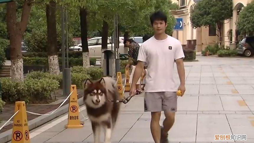 为什么总有人拿宠物跟父母比，为啥有人对宠物比对父母还好？知乎2万高赞的答案，揭露家庭困境