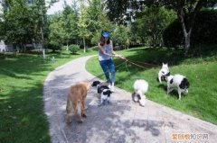 为什么总有人拿宠物跟父母比，为啥有人对宠物比对父母还好？知乎2万高赞的答案，揭露家庭