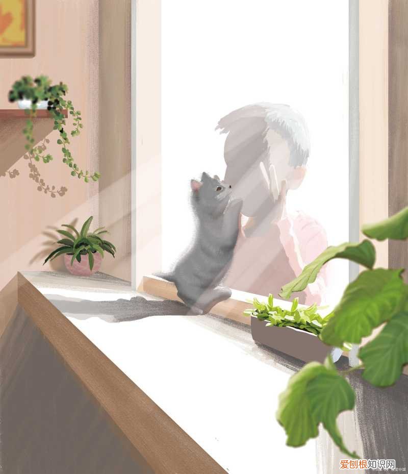 第一次养猫适合养什么狗，「养宠攻略」第001篇养什么宠物？这么选择？养猫还是养狗好？