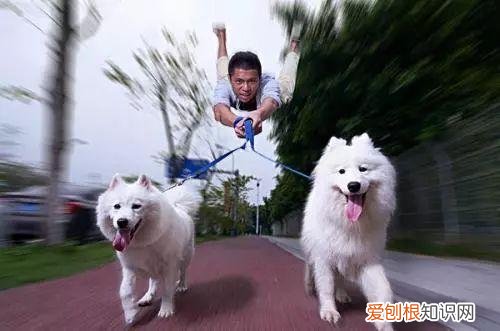 养狗会治愈人吗，养狗好处多，没想到治好了我这么多年的“坏习惯”
