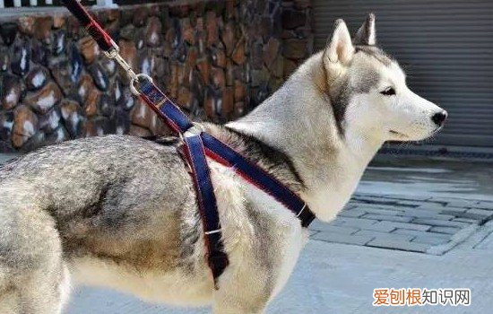 如何正确使用狗狗牵引绳，利用牵引绳达到训练狗狗的目的，怎么训练狗用牵引绳