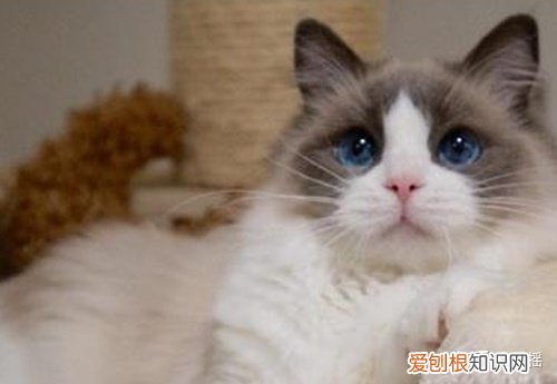 宠物聊天群，全国的宠物交流群有吗？