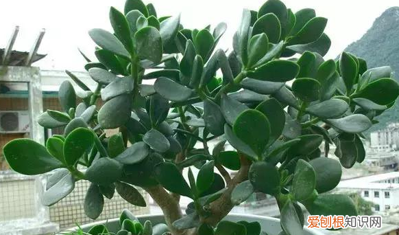 养花的知识百度大全下载，30种常见花卉养护知识大全，学会养花不求人！