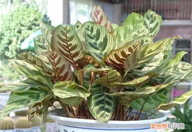养花的知识百度大全下载，30种常见花卉养护知识大全，学会养花不求人！