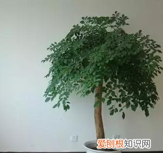 养花的知识百度大全下载，30种常见花卉养护知识大全，学会养花不求人！