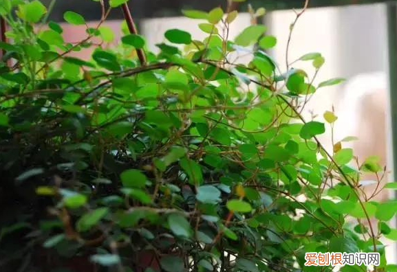 养花的知识百度大全下载，30种常见花卉养护知识大全，学会养花不求人！