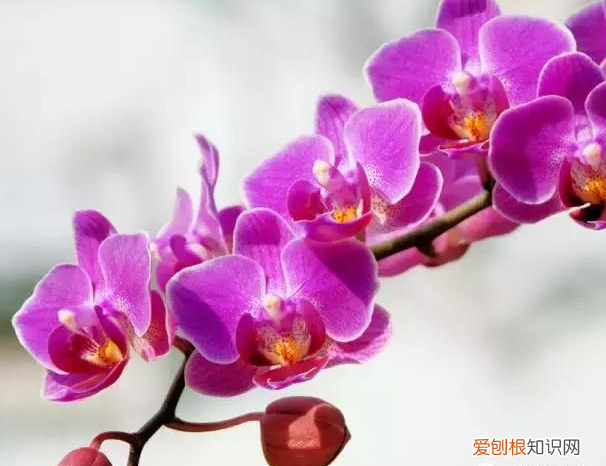 养花的知识百度大全下载，30种常见花卉养护知识大全，学会养花不求人！