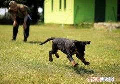 训练狗狗口令手势，口令要清晰手势要简单，军犬训练口令与手势
