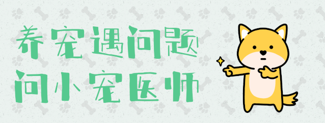 假如动物会说话，如果我们能和宠物交谈，你会想告诉它什么？
