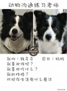 二 如何与宠物主人沟通技巧，宠物沟通日志