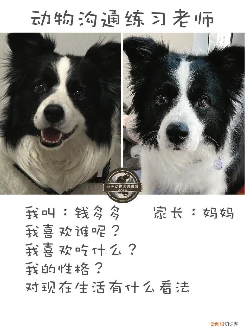 二 如何与宠物主人沟通技巧，宠物沟通日志