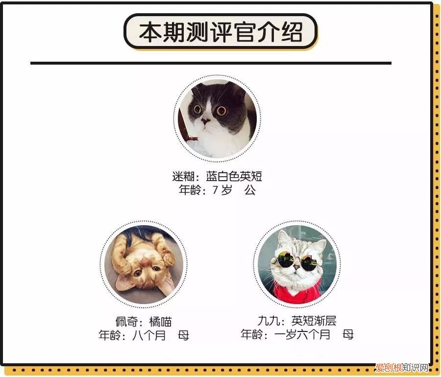 人宠交流器有用吗，6款人宠交流app深度评测！没有最坑，只有更坑