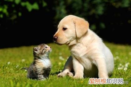 狗狗怎么和猫咪相处好，猫咪可以和狗子交朋友吗？宠物之间如何交流？我们又该怎么做呢？