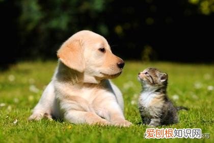 狗狗怎么和猫咪相处好，猫咪可以和狗子交朋友吗？宠物之间如何交流？我们又该怎么做呢？