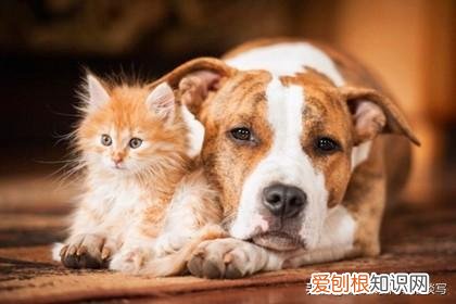 狗狗怎么和猫咪相处好，猫咪可以和狗子交朋友吗？宠物之间如何交流？我们又该怎么做呢？