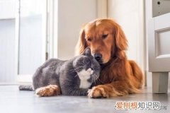 狗狗怎么和猫咪相处好，猫咪可以和狗子交朋友吗？宠物之间如何交流？我们又该怎么做呢？