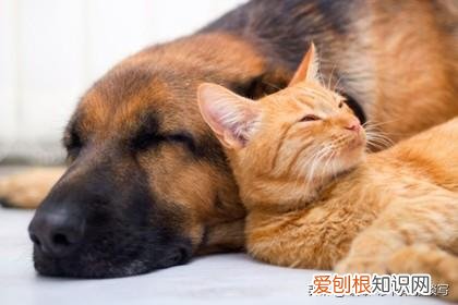 狗狗怎么和猫咪相处好，猫咪可以和狗子交朋友吗？宠物之间如何交流？我们又该怎么做呢？