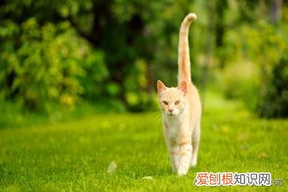 狗狗怎么和猫咪相处好，猫咪可以和狗子交朋友吗？宠物之间如何交流？我们又该怎么做呢？