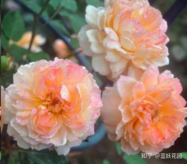 蓝色妖姬怎么养护用什么土栽培，蓝妖：这些简单的养花技巧，学一学，马上派上用场