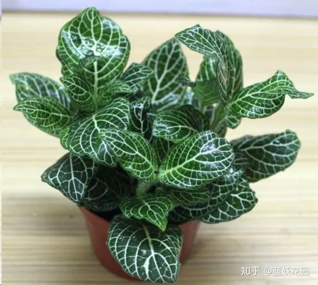 蓝色妖姬怎么养护用什么土栽培，蓝妖：这些简单的养花技巧，学一学，马上派上用场