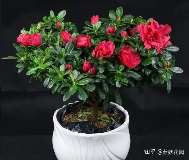 蓝色妖姬怎么养护用什么土栽培，蓝妖：这些简单的养花技巧，学一学，马上派上用场
