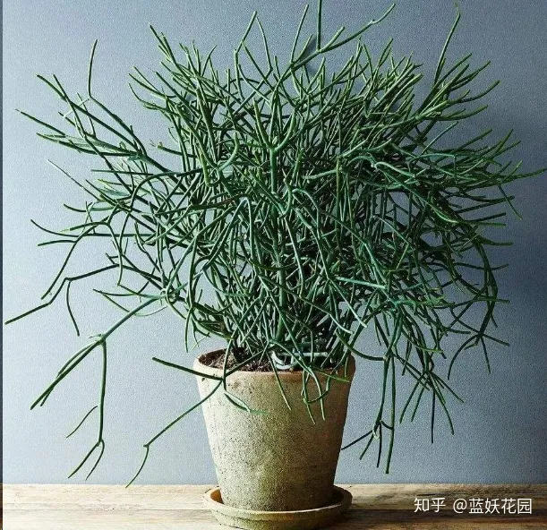 蓝色妖姬怎么养护用什么土栽培，蓝妖：这些简单的养花技巧，学一学，马上派上用场