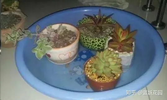 蓝色妖姬怎么养护用什么土栽培，蓝妖：这些简单的养花技巧，学一学，马上派上用场