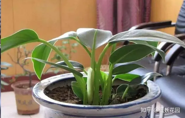 蓝色妖姬怎么养护用什么土栽培，蓝妖：这些简单的养花技巧，学一学，马上派上用场
