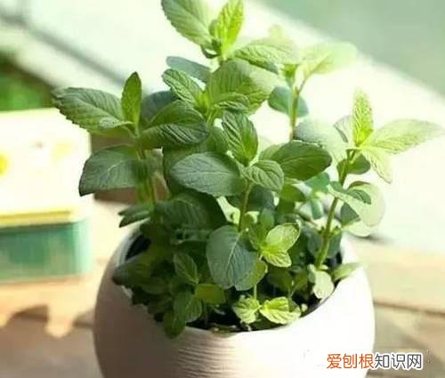 花怎么养才能养好，养花须知：新手养花的选购技巧，不要当冤大头！
