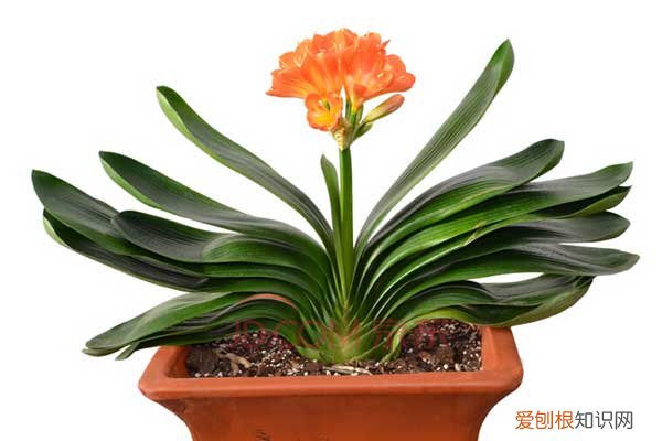 花怎么养才能养好，养花须知：新手养花的选购技巧，不要当冤大头！