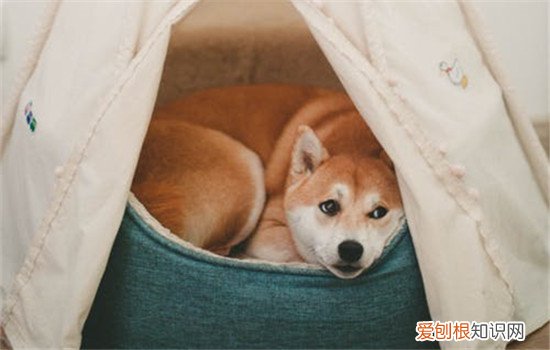 怎么让狗狗安静下来，让狗狗安静下来有什么方法，怎么让狗狗安静下来?